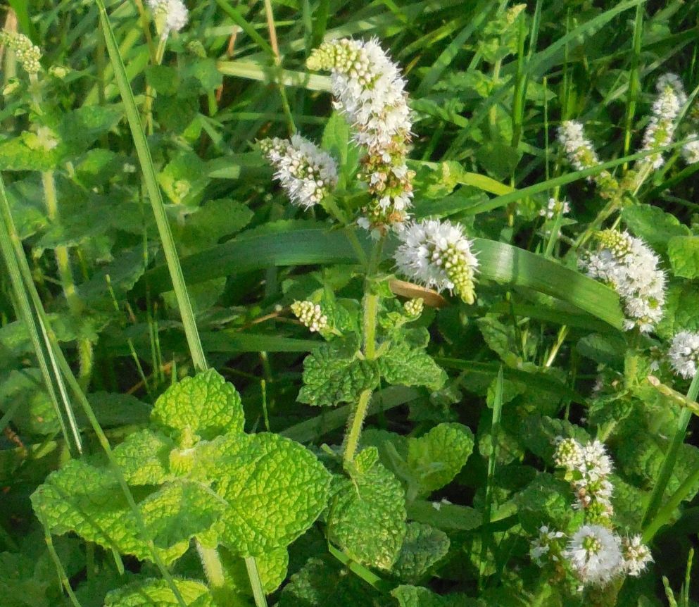 Mentha suaveolens subsp. suaveolens